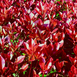 Photinia Dynamo Red